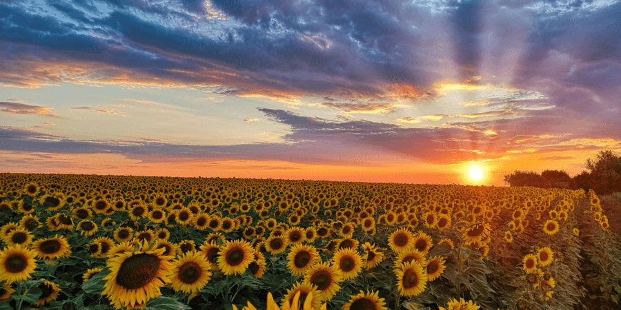A field of sunflowers during sunset